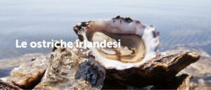 Ostriche Louet Feisser ,Irlanda,crassostrea gigas